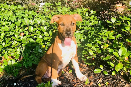 Puppies in Fort Worth looking for their fur-ever homes