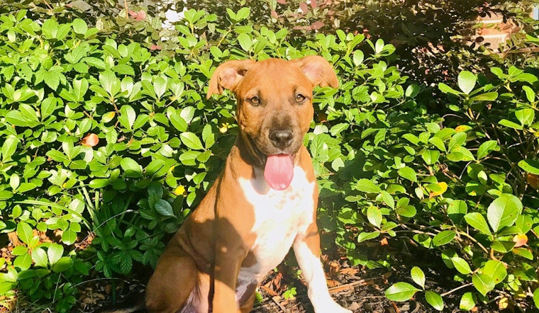 Puppies in Fort Worth looking for their fur-ever homes
