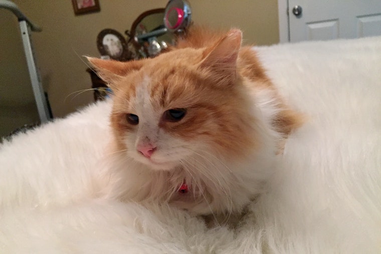 Kittens in Arlington looking for their fur-ever homes