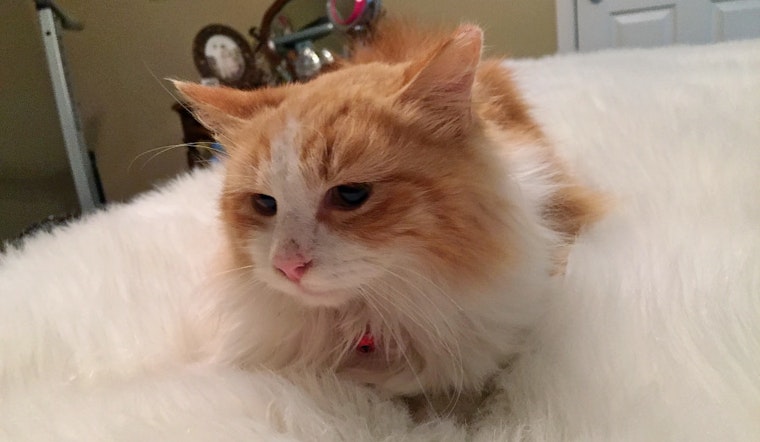 Kittens in Arlington looking for their fur-ever homes