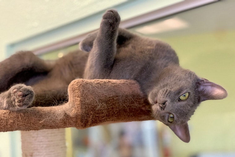 Kittens in Las Vegas looking for their fur-ever homes