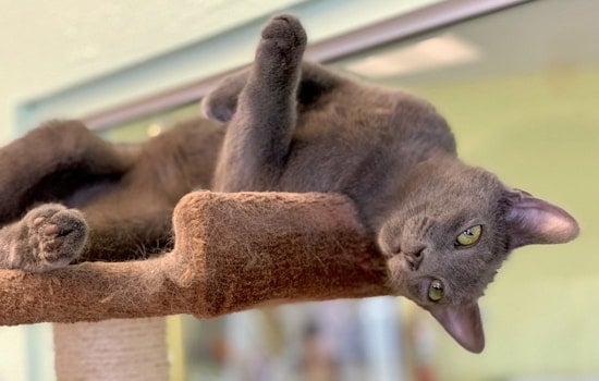 Kittens in Las Vegas looking for their fur-ever homes