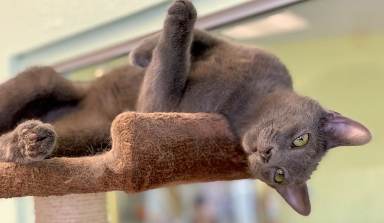 Kittens in Las Vegas looking for their fur-ever homes