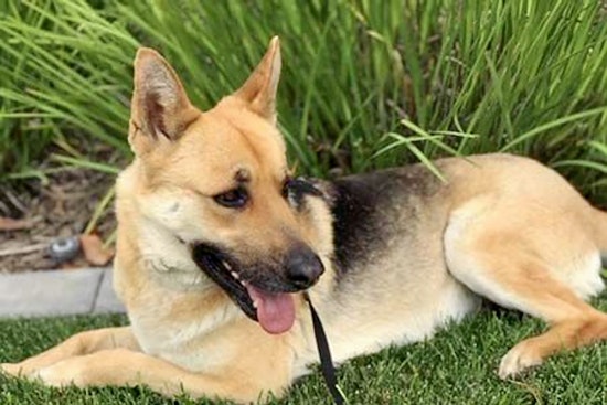 Belgian German Shepherds in Irvine looking for their fur-ever homes