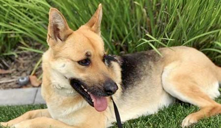 Belgian German Shepherds in Irvine looking for their fur-ever homes