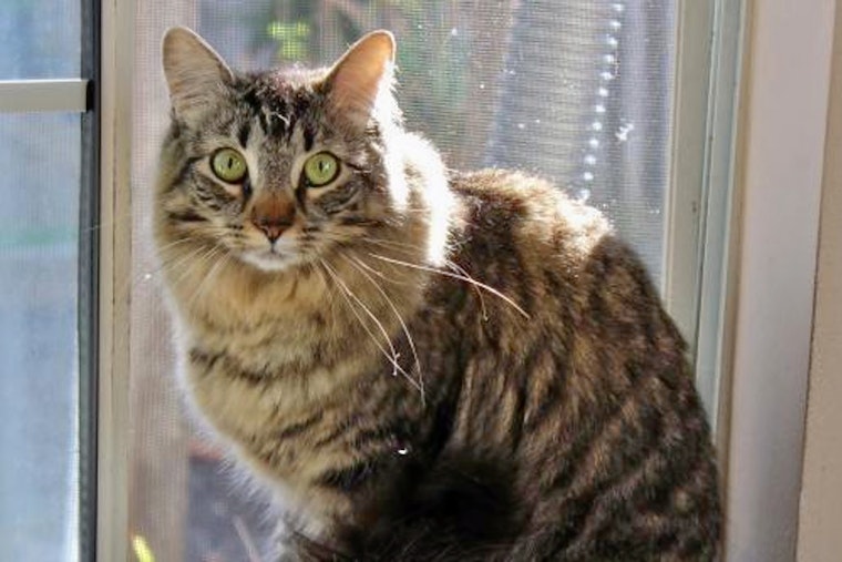 Cats in San Jose looking for their fur-ever homes