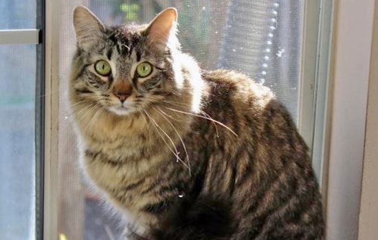 Cats in San Jose looking for their fur-ever homes