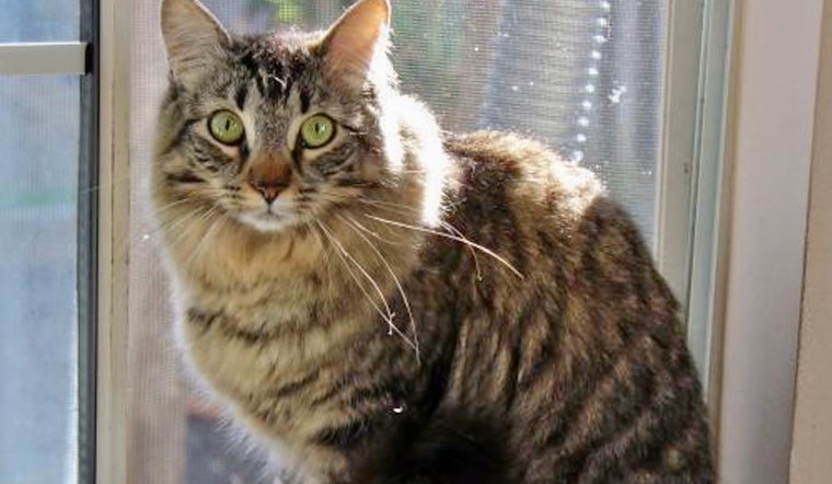 Cats in San Jose looking for their fur-ever homes