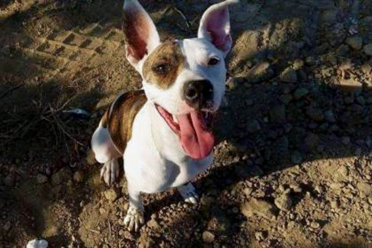 Dogs in Fresno looking for their fur-ever homes