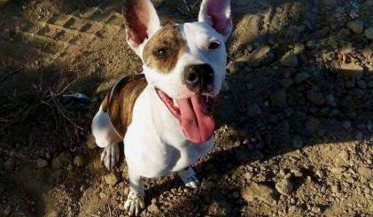 Dogs in Fresno looking for their fur-ever homes