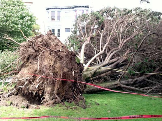 Massive Tree Falls in Duboce Park