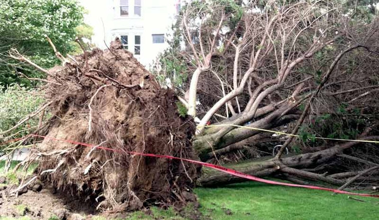 Massive Tree Falls in Duboce Park