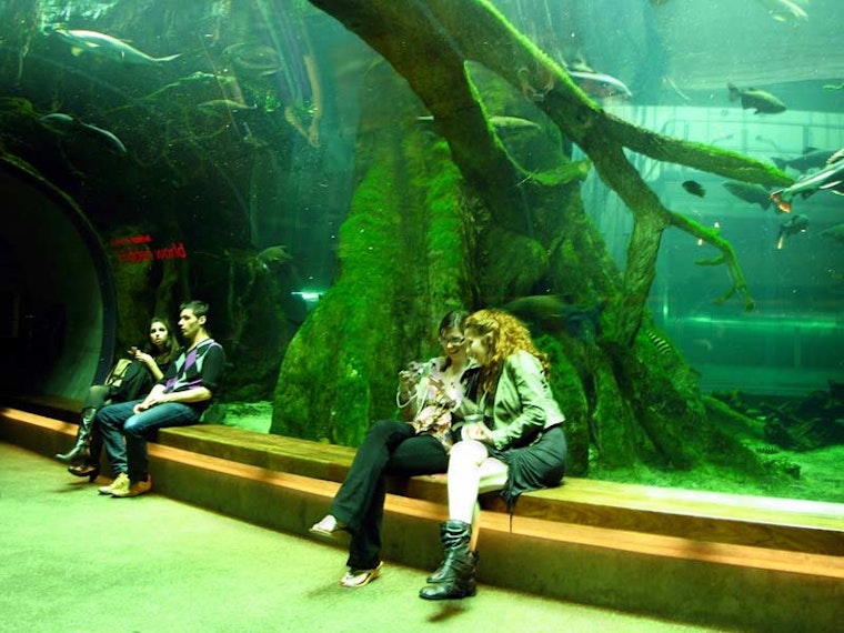 Academy of Sciences Free for Lower Haight Residents This Weekend