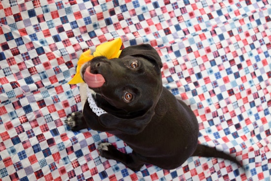 Puppies in Plano looking for their fur-ever homes