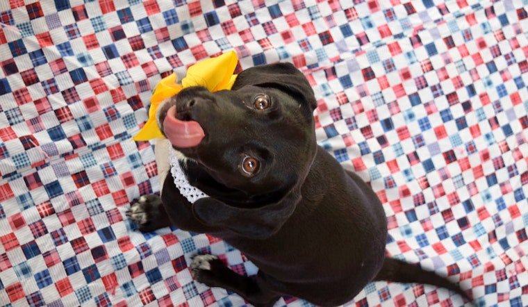 Puppies in Plano looking for their fur-ever homes
