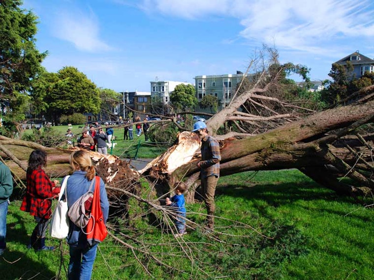 Another Tree Falls in Duboce Park