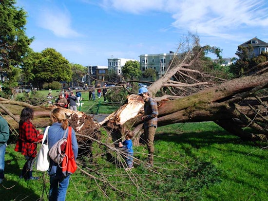 Another Tree Falls in Duboce Park
