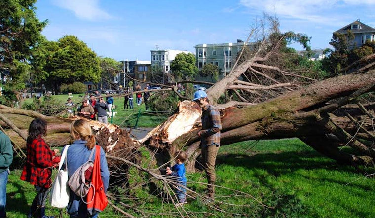Another Tree Falls in Duboce Park
