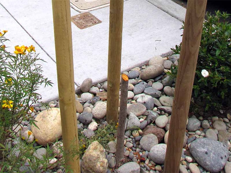 Vandal Cuts Down Tree Near Duboce Park