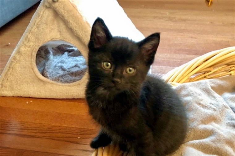 Kittens in Pittsburgh looking for their fur-ever homes