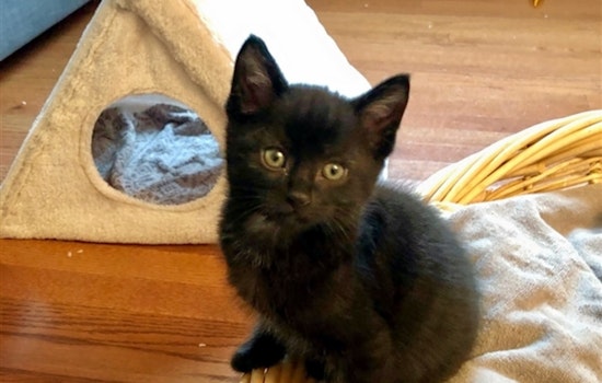 Kittens in Pittsburgh looking for their fur-ever homes