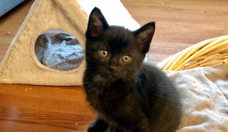 Kittens in Pittsburgh looking for their fur-ever homes