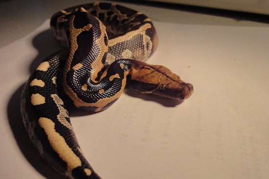 Top St. Louis news: Python in pantry terrifies woman; man alleges Tinder discrimination; more
