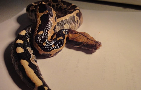 Top St. Louis news: Python in pantry terrifies woman; man alleges Tinder discrimination; more