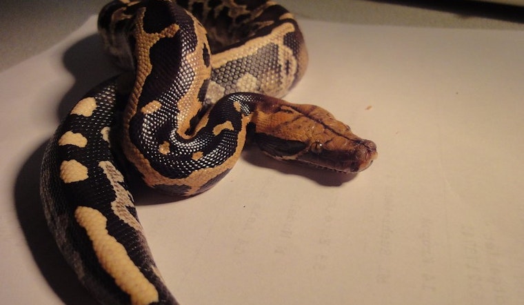 Top St. Louis news: Python in pantry terrifies woman; man alleges Tinder discrimination; more
