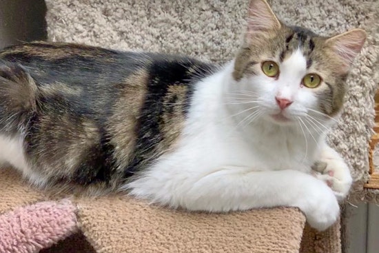 Cats in Tulsa looking for their fur-ever homes