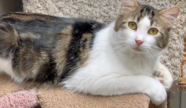 Cats in Tulsa looking for their fur-ever homes