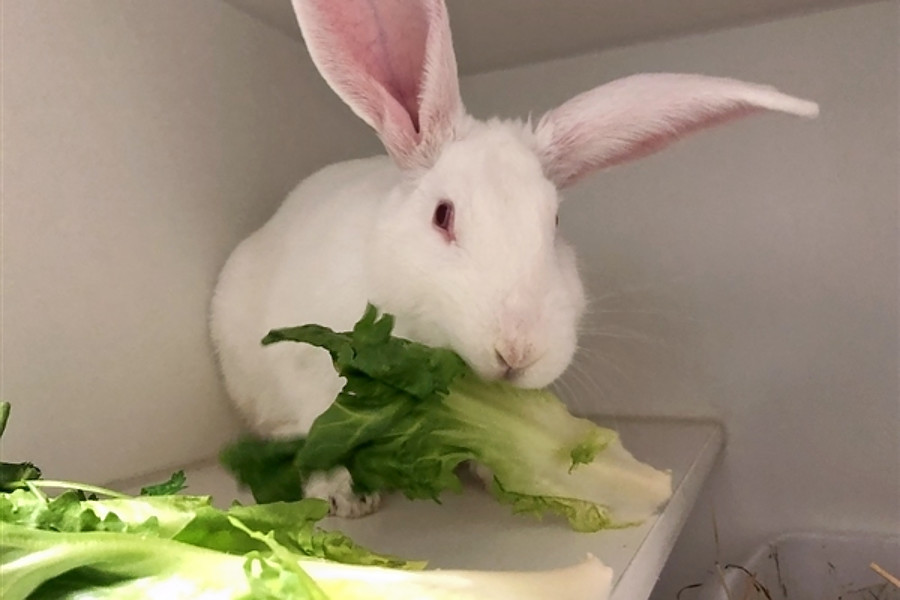 Rabbits in New York City looking for their furever homes