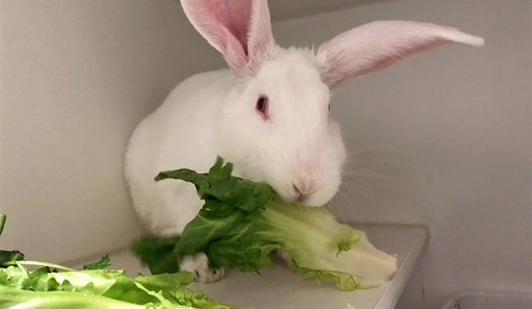 Rabbits in New York City looking for their fur-ever homes