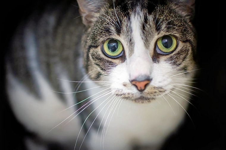 Cats in Jersey City looking for their fur-ever homes