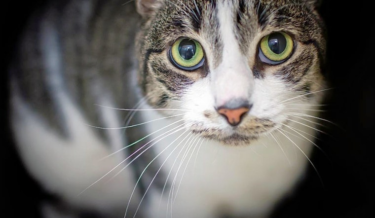 Cats in Jersey City looking for their fur-ever homes