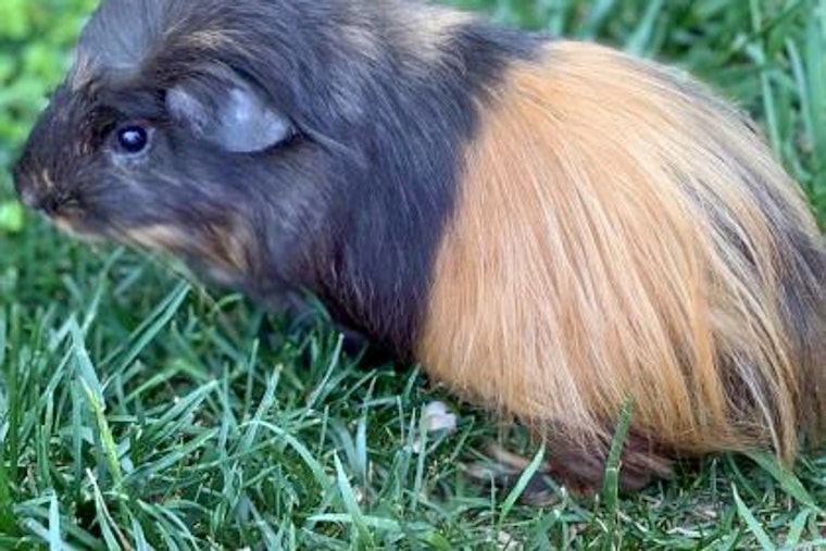 Purr-fect pets to adopt in and around Washington