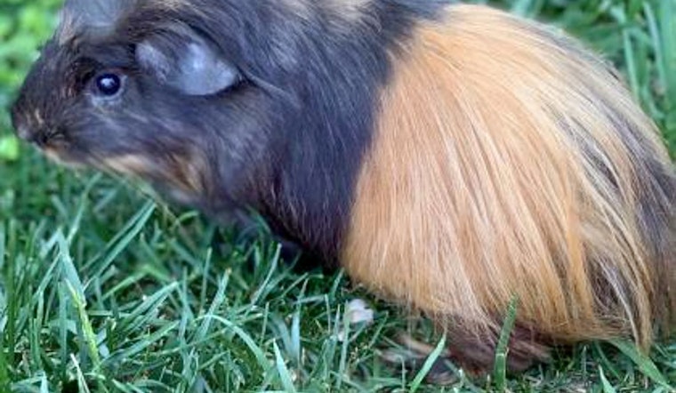 Purr-fect pets to adopt in and around Washington