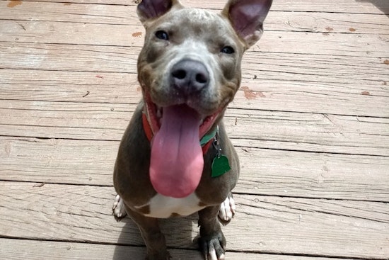 Puppies in Boston looking for their fur-ever homes