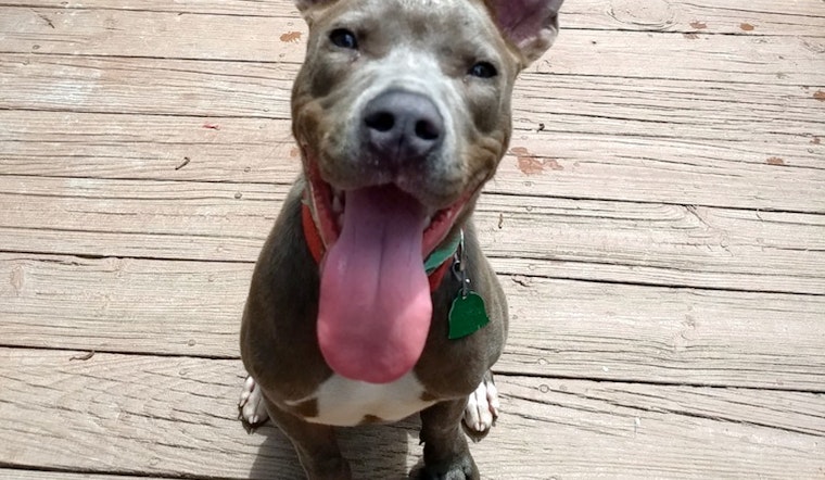 Puppies in Boston looking for their fur-ever homes