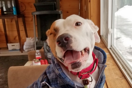 Dogs in Portland looking for their fur-ever homes