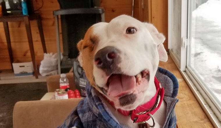 Dogs in Portland looking for their fur-ever homes