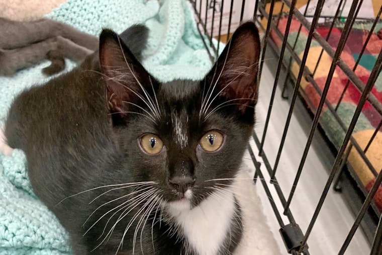 Kittens in Baltimore looking for their fur-ever homes