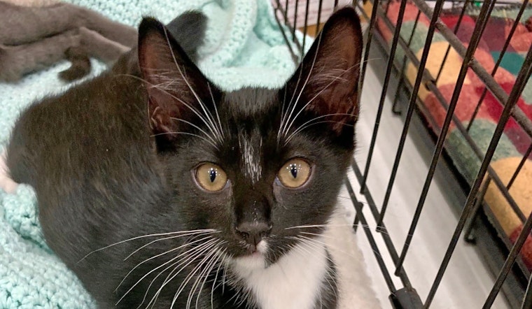 Kittens in Baltimore looking for their fur-ever homes