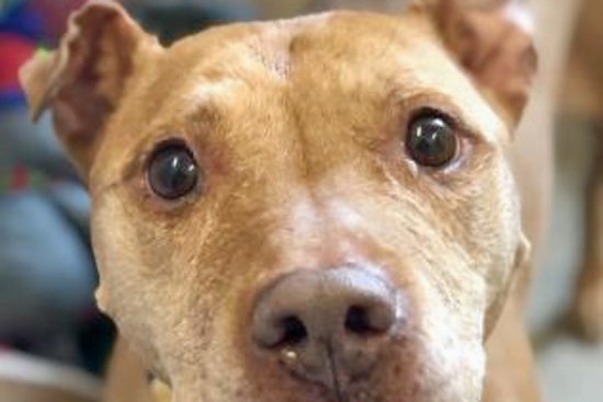 Dogs in Cleveland looking for their fur-ever homes