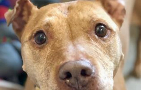 Dogs in Cleveland looking for their fur-ever homes