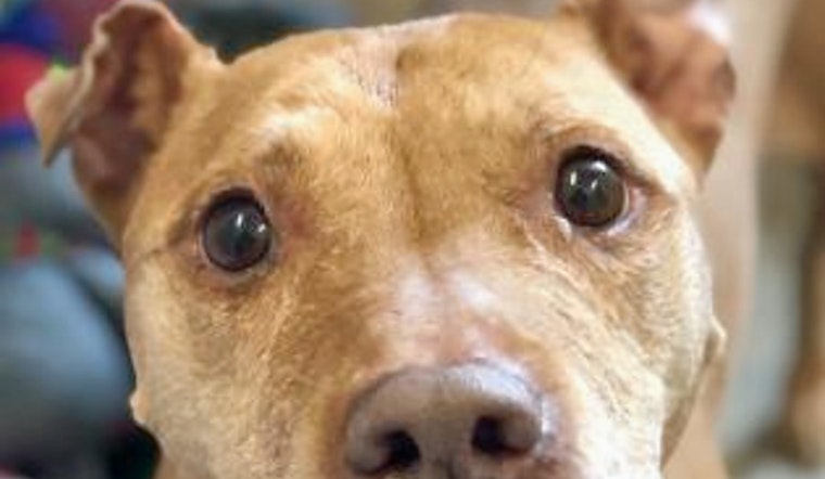 Dogs in Cleveland looking for their fur-ever homes