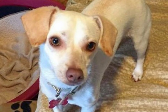 Dogs in Cincinnati looking for their fur-ever homes
