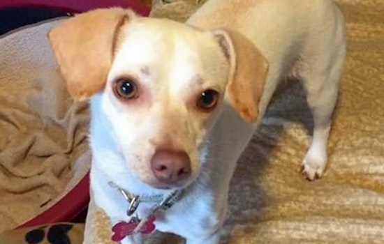 Dogs in Cincinnati looking for their fur-ever homes