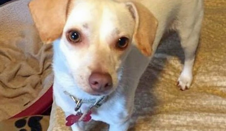 Dogs in Cincinnati looking for their fur-ever homes