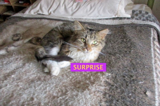 Kittens in Detroit looking for their fur-ever homes